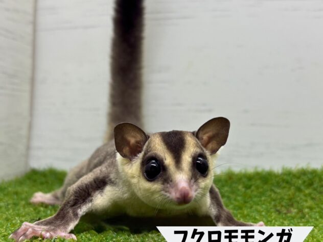 フクロモモンガ ホワイトフェイス | ペットワールド アミーゴ