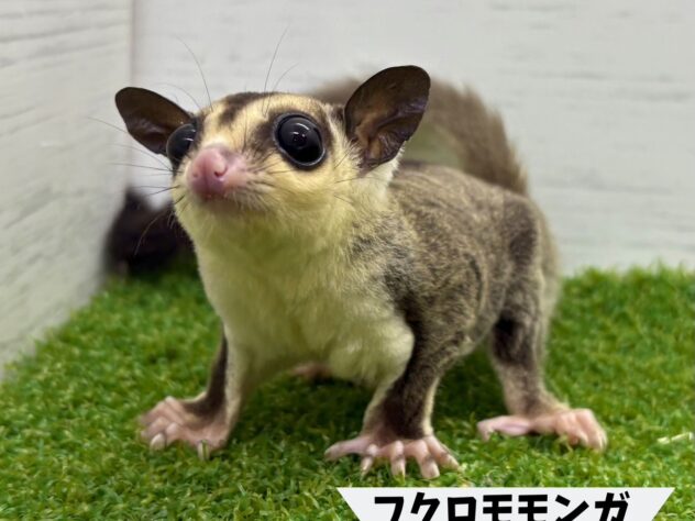 フクロモモンガ ホワイトフェイス | ペットワールド アミーゴ