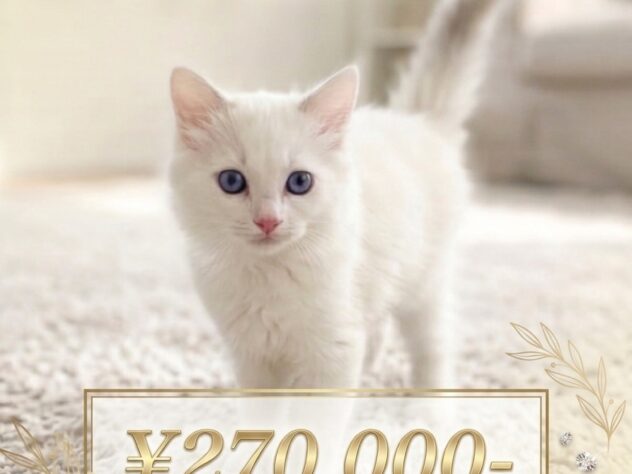 岡山県のラグドール (アミーゴ津山店/2026年4月19日生まれ/女の子/ブルーポイントバイカラー)の子猫
