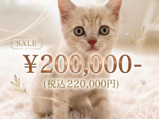 岡山県のブリティッシュショートヘアー (アミーゴ津山店/2026年4月16日生まれ/男の子/クリームタビー)の子猫