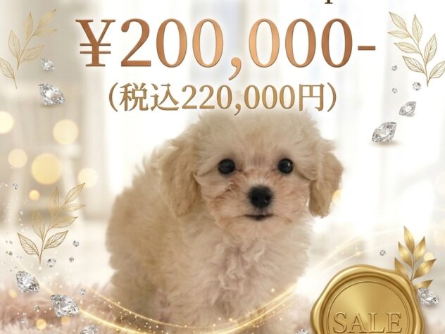 岡山県のハーフ犬・ミックス犬 (アミーゴ津山店/2026年4月26日生まれ/女の子/クリーム)の子犬