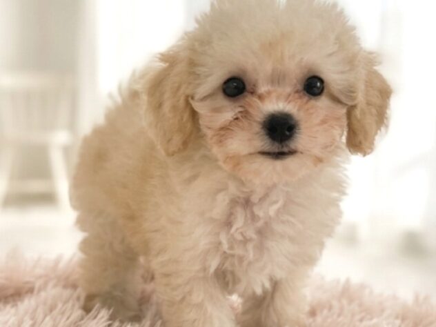 岡山県のハーフ犬・ミックス犬 (アミーゴ津山店/2026年4月26日生まれ/女の子/クリーム)の子犬