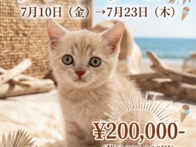 岡山県のブリティッシュショートヘアー (アミーゴ津山店/2026年4月16日生まれ/男の子/クリームタビー)の子猫
