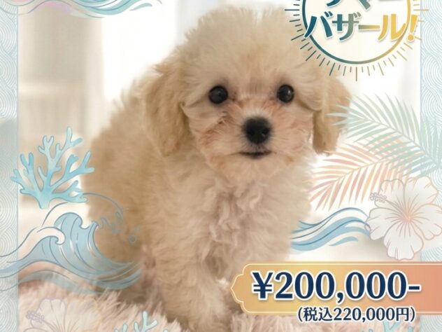 岡山県のハーフ犬・ミックス犬 (アミーゴ津山店/2026年4月26日生まれ/女の子/クリーム)の子犬