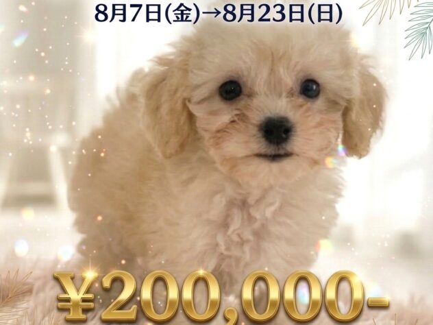 岡山県のハーフ犬・ミックス犬 (アミーゴ津山店/2026年4月26日生まれ/女の子/クリーム)の子犬