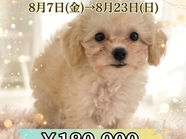 岡山県のハーフ犬・ミックス犬 (アミーゴ津山店/2026年4月26日生まれ/女の子/クリーム)の子犬