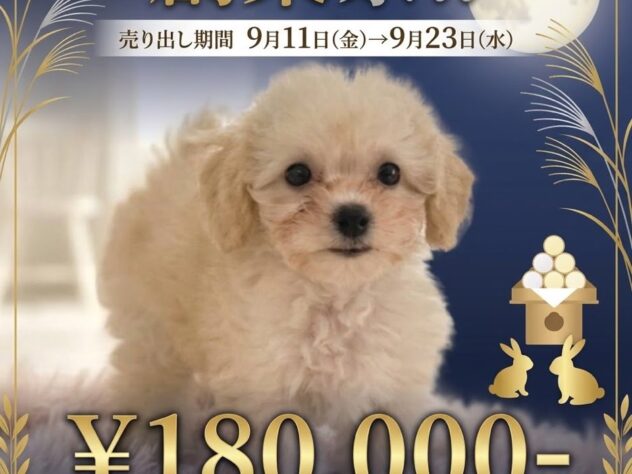 岡山県のハーフ犬・ミックス犬 (アミーゴ津山店/2026年4月26日生まれ/女の子/クリーム)の子犬