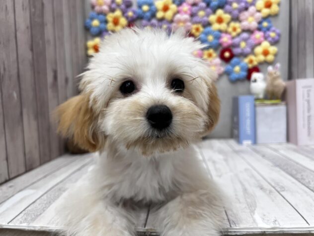岡山県のハーフ犬・ミックス犬 (ワンキャラット アミーゴ高屋店/2026年1月20日生まれ/女の子/アプリコット)の子犬の2枚目の画像