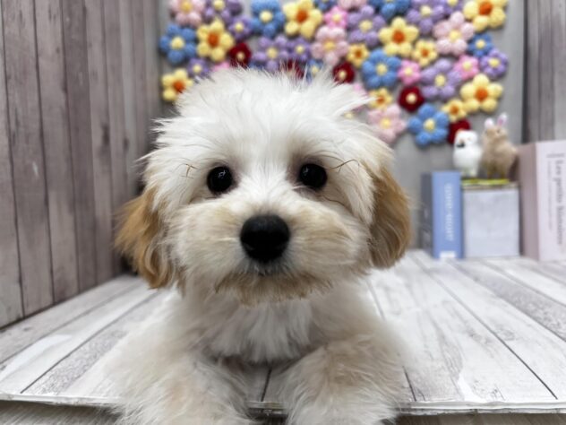 岡山県のハーフ犬・ミックス犬 (ワンキャラット アミーゴ高屋店/2026年1月20日生まれ/女の子/アプリコット)の子犬の1枚目の画像