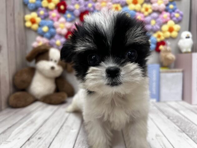 岡山県のハーフ犬・ミックス犬 (ワンキャラット アミーゴ高屋店/2026年4月11日生まれ/女の子/ブラックタンホワイト)の子犬の1枚目の画像