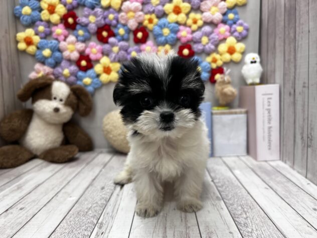 岡山県のハーフ犬・ミックス犬 (ワンキャラット アミーゴ高屋店/2026年4月11日生まれ/女の子/ブラックタンホワイト)の子犬の2枚目の画像