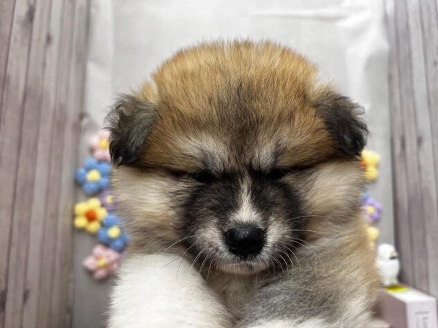岡山県の秋田犬 (ワンキャラット アミーゴ高屋店/2026年4月11日生まれ/女の子/赤)の子犬の1枚目の画像