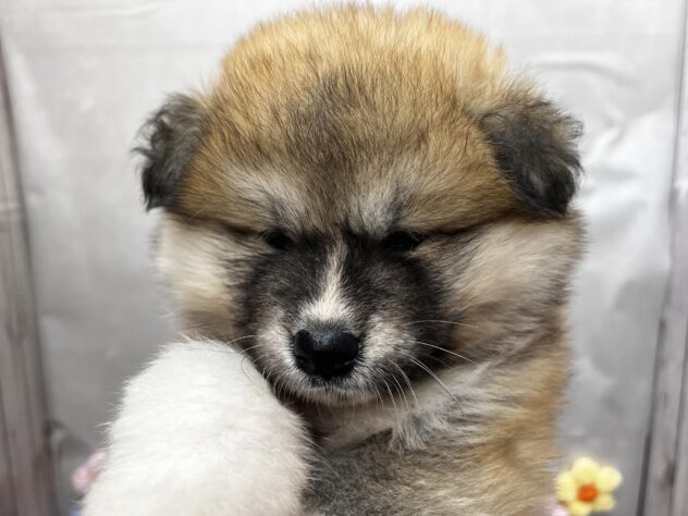 岡山県の秋田犬 (ワンキャラット アミーゴ高屋店/2026年4月11日生まれ/女の子/赤)の子犬の2枚目の画像
