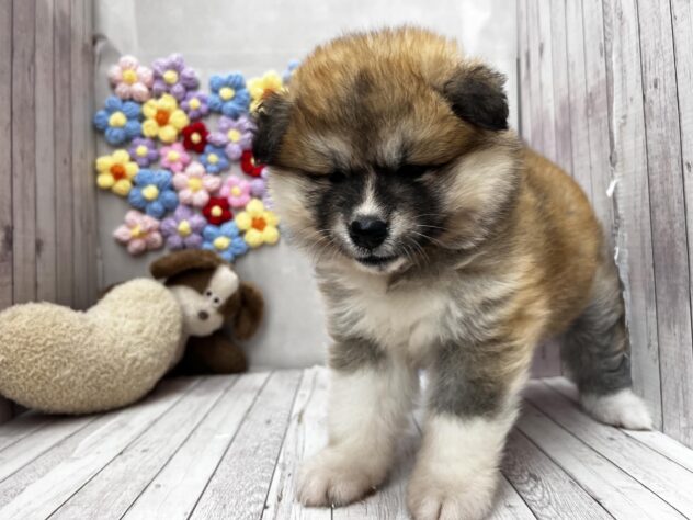 岡山県の秋田犬 (ワンキャラット アミーゴ高屋店/2026年4月11日生まれ/女の子/赤)の子犬の3枚目の画像