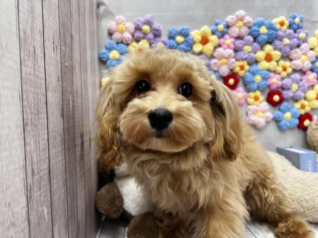 岡山県のハーフ犬・ミックス犬 (ワンキャラット アミーゴ高屋店/2026年11月1日生まれ/男の子/クリーム)の子犬