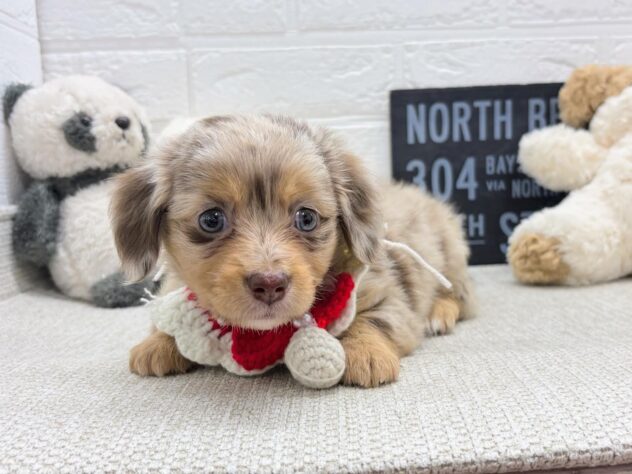 岡山県のハーフ犬・ミックス犬 (ワンキャラット アミーゴ岡南店/2026年4月21日生まれ/女の子/チョコレートダップル)の子犬の1枚目の画像