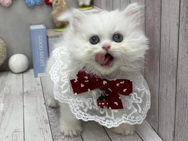 岡山県のマンチカン (ワンキャラット アミーゴ高屋店/2026年4月10日生まれ/女の子/ホワイト)の子猫の3枚目の画像