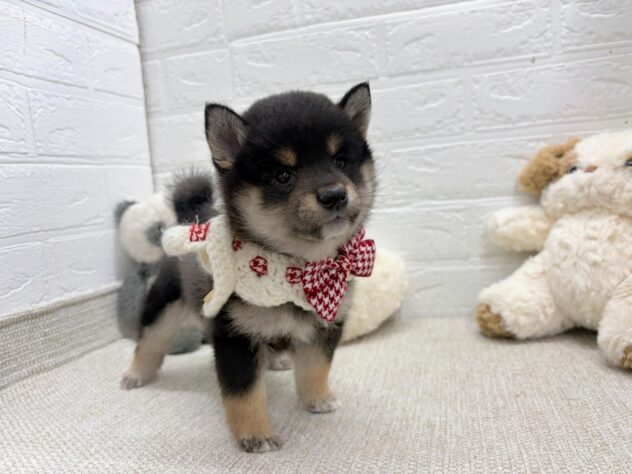 岡山県の豆柴 (ワンキャラット アミーゴ岡南店/2026年4月5日生まれ/女の子/黒)の子犬の2枚目の画像