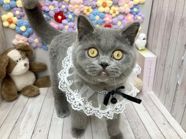 岡山県のブリティッシュショートヘアー (ワンキャラット アミーゴ高屋店/2025年12月4日生まれ/男の子/ブルー)の子猫
