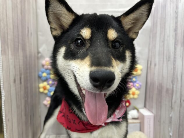 岡山県の柴犬(標準サイズ) (ワンキャラット アミーゴ高屋店/2025年12月6日生まれ/女の子/黒)の子犬の1枚目の画像
