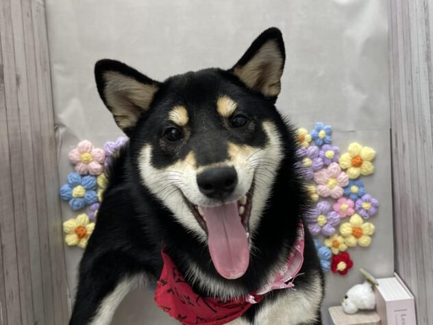 岡山県の柴犬(標準サイズ) (ワンキャラット アミーゴ高屋店/2025年12月6日生まれ/女の子/黒)の子犬の2枚目の画像