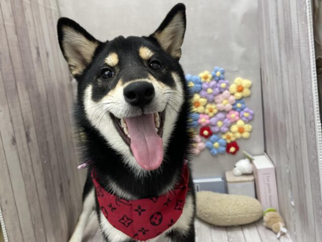 岡山県の柴犬(標準サイズ) (ワンキャラット アミーゴ高屋店/2025年12月6日生まれ/女の子/黒)の子犬の3枚目の画像