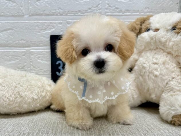 岡山県のハーフ犬・ミックス犬 (ワンキャラット アミーゴ岡南店/2026年4月10日生まれ/男の子/クリーム)の子犬の1枚目の画像