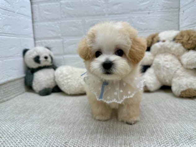 岡山県のハーフ犬・ミックス犬 (ワンキャラット アミーゴ岡南店/2026年4月10日生まれ/男の子/クリーム)の子犬の2枚目の画像
