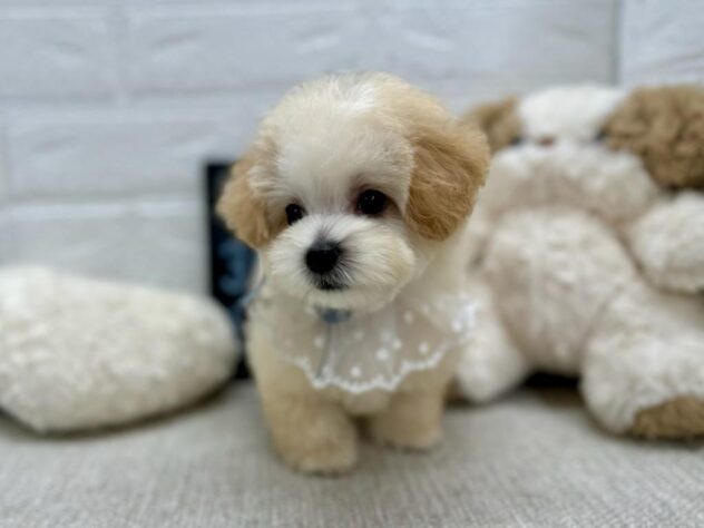 岡山県のハーフ犬・ミックス犬 (ワンキャラット アミーゴ岡南店/2026年4月10日生まれ/男の子/クリーム)の子犬の3枚目の画像