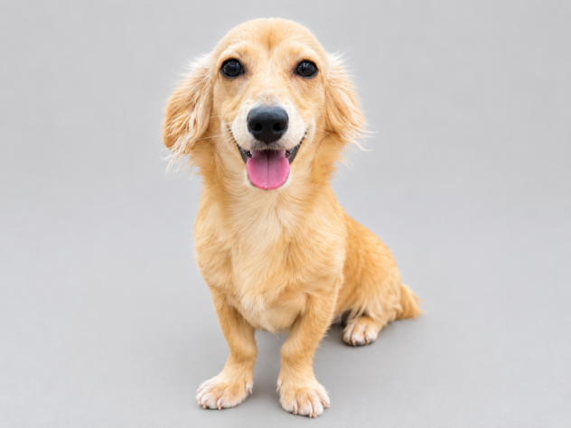 岡山県のハーフ犬・ミックス犬 (ワンキャラット アミーゴ岡南店/2025年10月27日生まれ/男の子/クリーム)の子犬