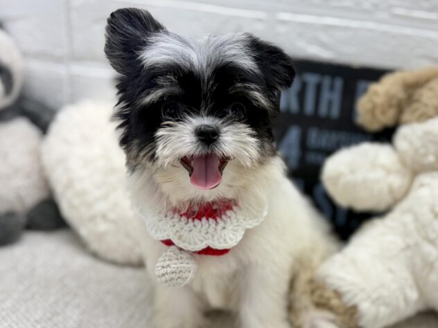 2026年4月11日生まれのハーフ犬・ミックス犬