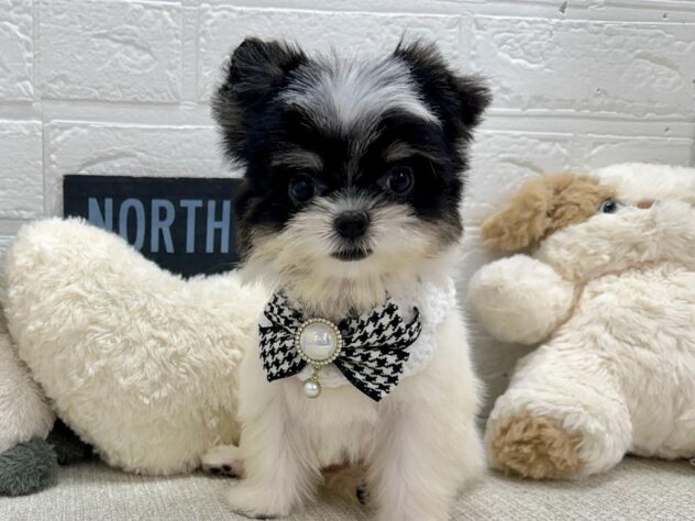 2026年4月11日生まれのハーフ犬・ミックス犬