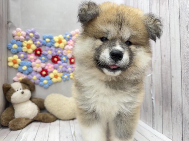 岡山県の秋田犬 (ワンキャラット アミーゴ高屋店/2026年4月11日生まれ/女の子/赤)の子犬の1枚目の画像