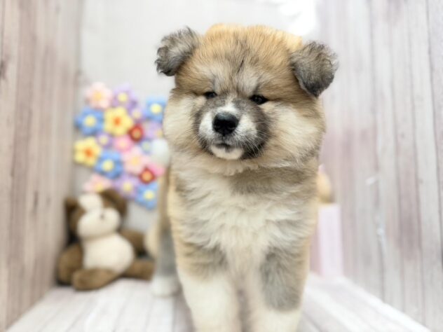 岡山県の秋田犬 (ワンキャラット アミーゴ高屋店/2026年4月11日生まれ/女の子/赤)の子犬の3枚目の画像