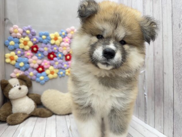 岡山県の秋田犬 (ワンキャラット アミーゴ高屋店/2026年4月11日生まれ/女の子/赤)の子犬の2枚目の画像