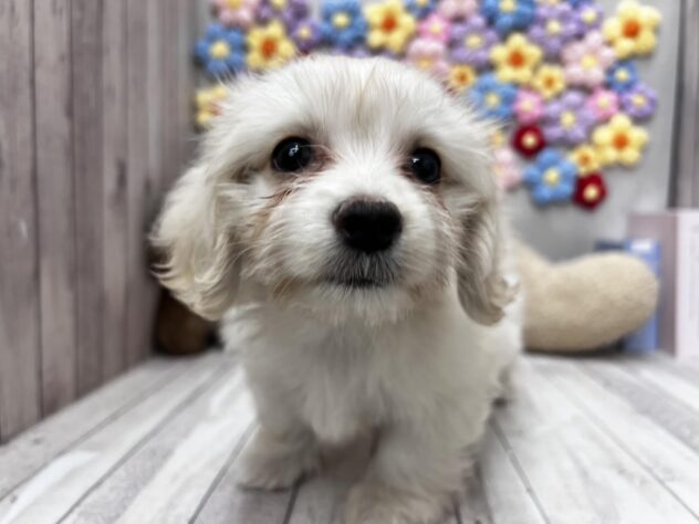 岡山県のハーフ犬・ミックス犬 (ワンキャラット アミーゴ高屋店/2026年4月26日生まれ/女の子/クリーム)の子犬の1枚目の画像