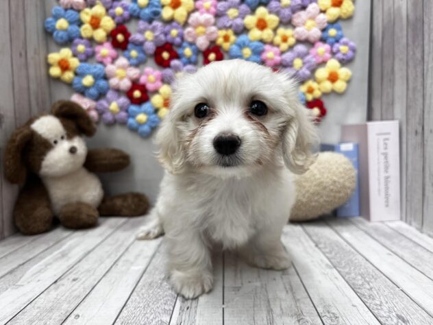 岡山県のハーフ犬・ミックス犬 (ワンキャラット アミーゴ高屋店/2026年4月26日生まれ/女の子/クリーム)の子犬の2枚目の画像