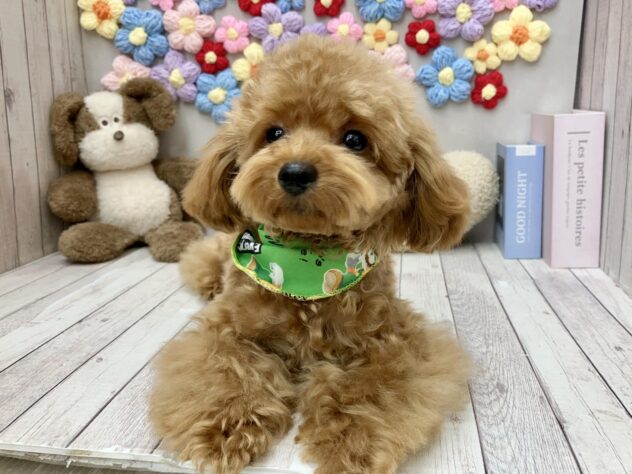 岡山県のトイプードル(トイ) (ワンキャラット アミーゴ高屋店/2026年1月9日生まれ/男の子/オレンジフォーン)の子犬の2枚目の画像