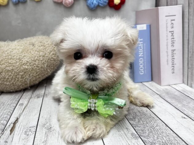 岡山県のハーフ犬・ミックス犬 (ワンキャラット アミーゴ高屋店/2026年4月30日生まれ/女の子/ホワイト)の子犬の1枚目の画像
