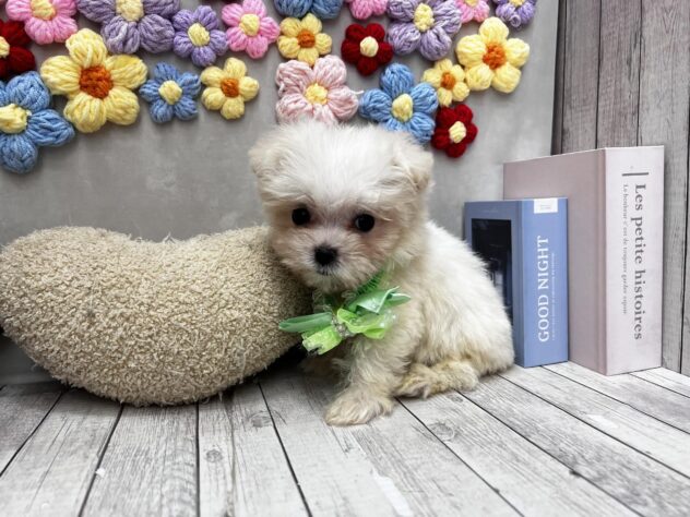 岡山県のハーフ犬・ミックス犬 (ワンキャラット アミーゴ高屋店/2026年4月30日生まれ/女の子/ホワイト)の子犬の2枚目の画像