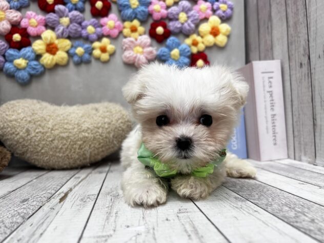 岡山県のハーフ犬・ミックス犬 (ワンキャラット アミーゴ高屋店/2026年4月30日生まれ/女の子/ホワイト)の子犬の3枚目の画像