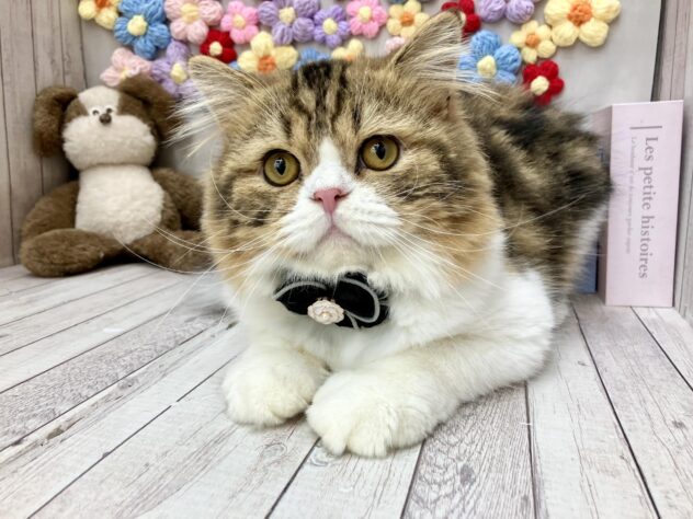 岡山県のスコティッシュストレート (ワンキャラット アミーゴ高屋店/2025年10月17日生まれ/男の子/ブラウンタビーホワイト)の子猫の2枚目の画像
