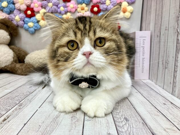 岡山県のスコティッシュストレート (ワンキャラット アミーゴ高屋店/2025年10月17日生まれ/男の子/ブラウンタビーホワイト)の子猫の1枚目の画像