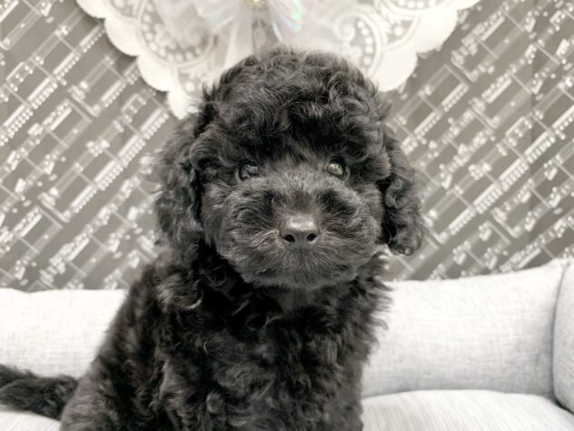 広島県のトイプードル(トイ) (アミーゴ宇品店/2026年4月2日生まれ/女の子/シルバー)の子犬の1枚目の画像