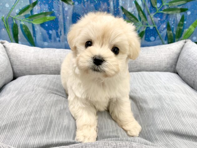 広島県のハーフ犬・ミックス犬 (アミーゴ宇品店/2026年4月14日生まれ/女の子/クリーム)の子犬の2枚目の画像