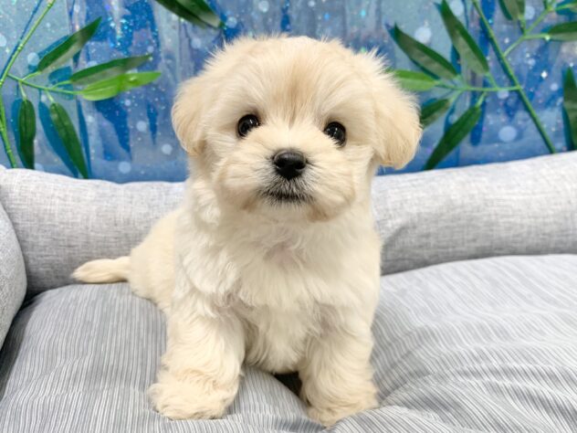 広島県のハーフ犬・ミックス犬 (アミーゴ宇品店/2026年4月14日生まれ/女の子/クリーム)の子犬の3枚目の画像