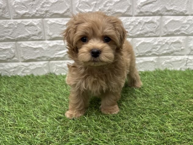新潟県のハーフ犬・ミックス犬 (アミーゴ紫竹山店/2026年3月23日生まれ/男の子/アプリコット)の子犬