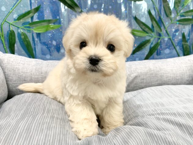 広島県のハーフ犬・ミックス犬 (アミーゴ宇品店/2026年4月14日生まれ/女の子/クリーム)の子犬の1枚目の画像