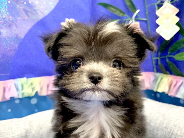 広島県のハーフ犬・ミックス犬 (アミーゴ宇品店/2026年4月16日生まれ/女の子/ブラックホワイト)の子犬