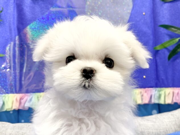 広島県のマルチーズ (アミーゴ宇品店/2026年4月17日生まれ/女の子/ホワイト)の子犬